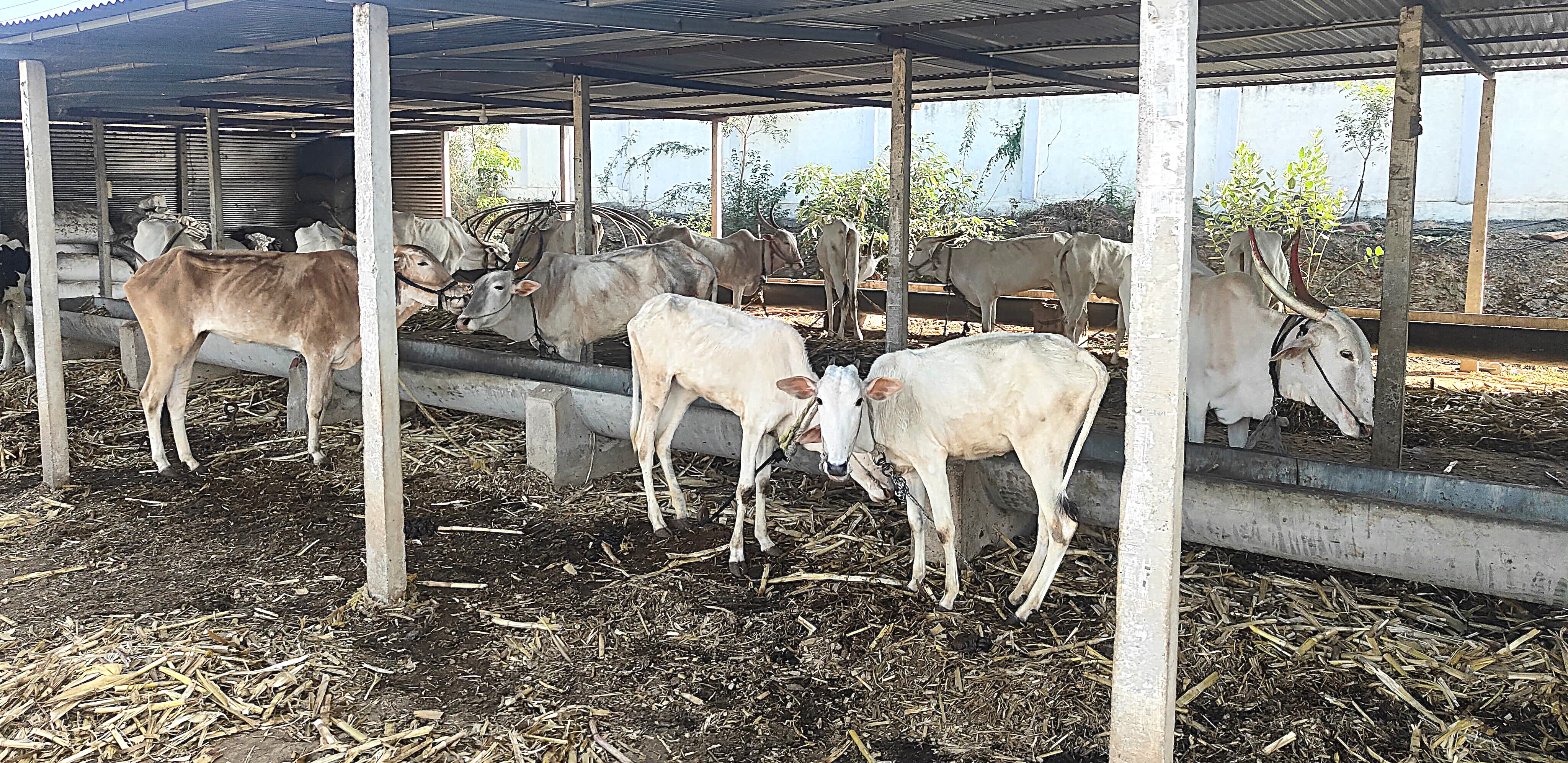 Mother cow with calf
