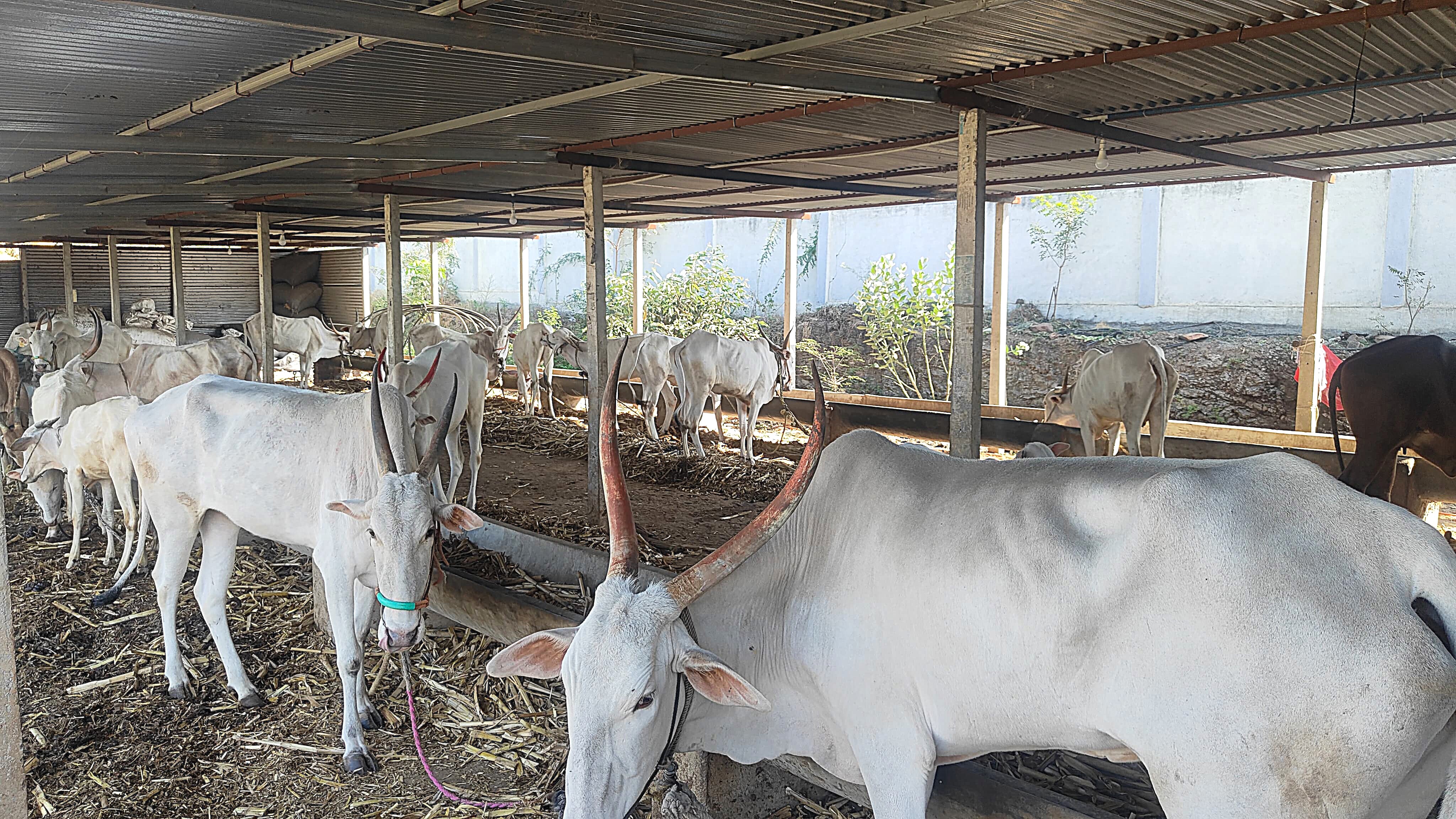 Cow shelter