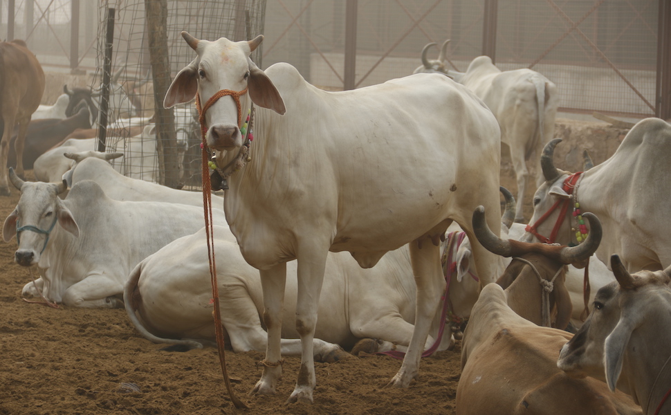 Volunteers feeding cows