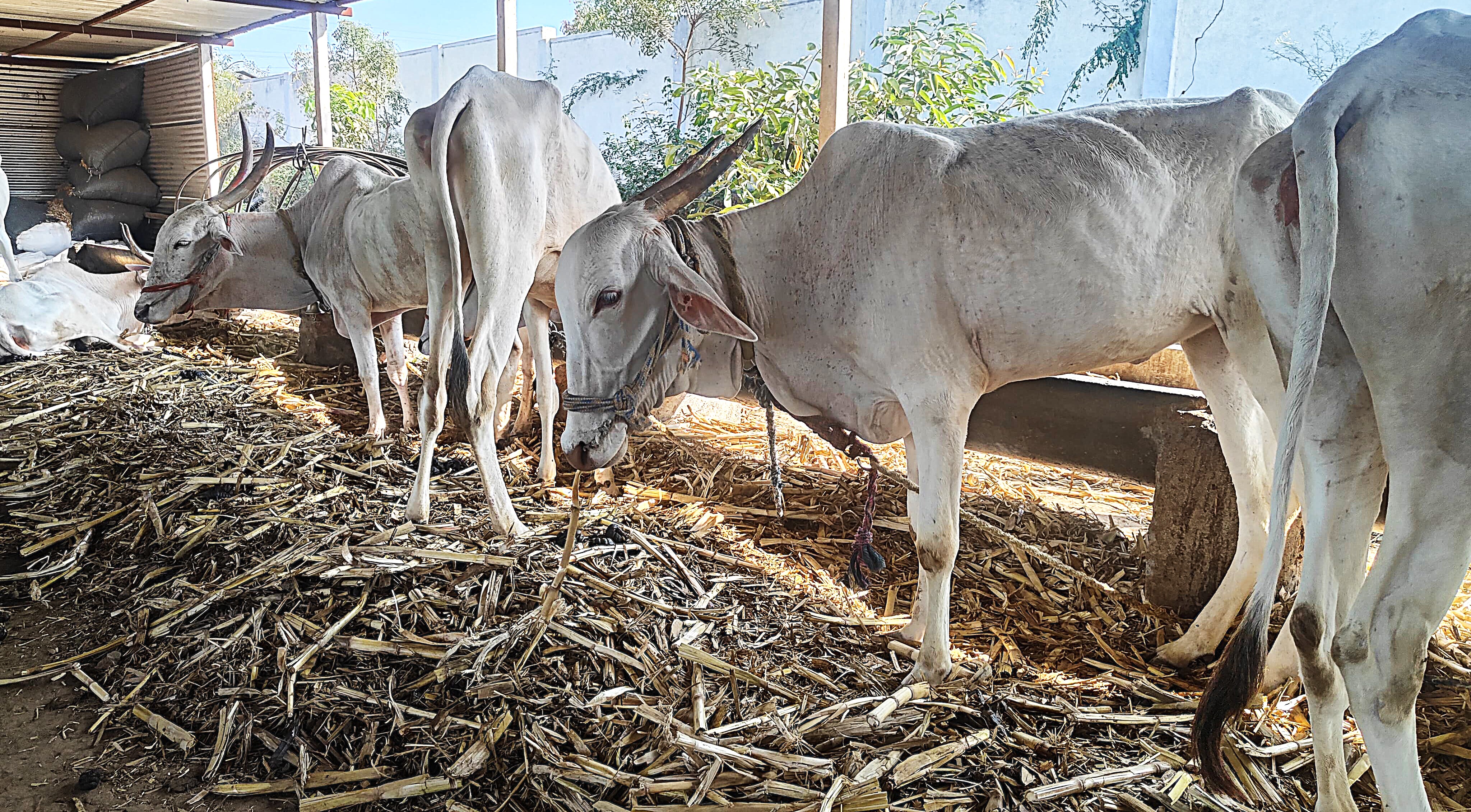 Volunteers feeding cows