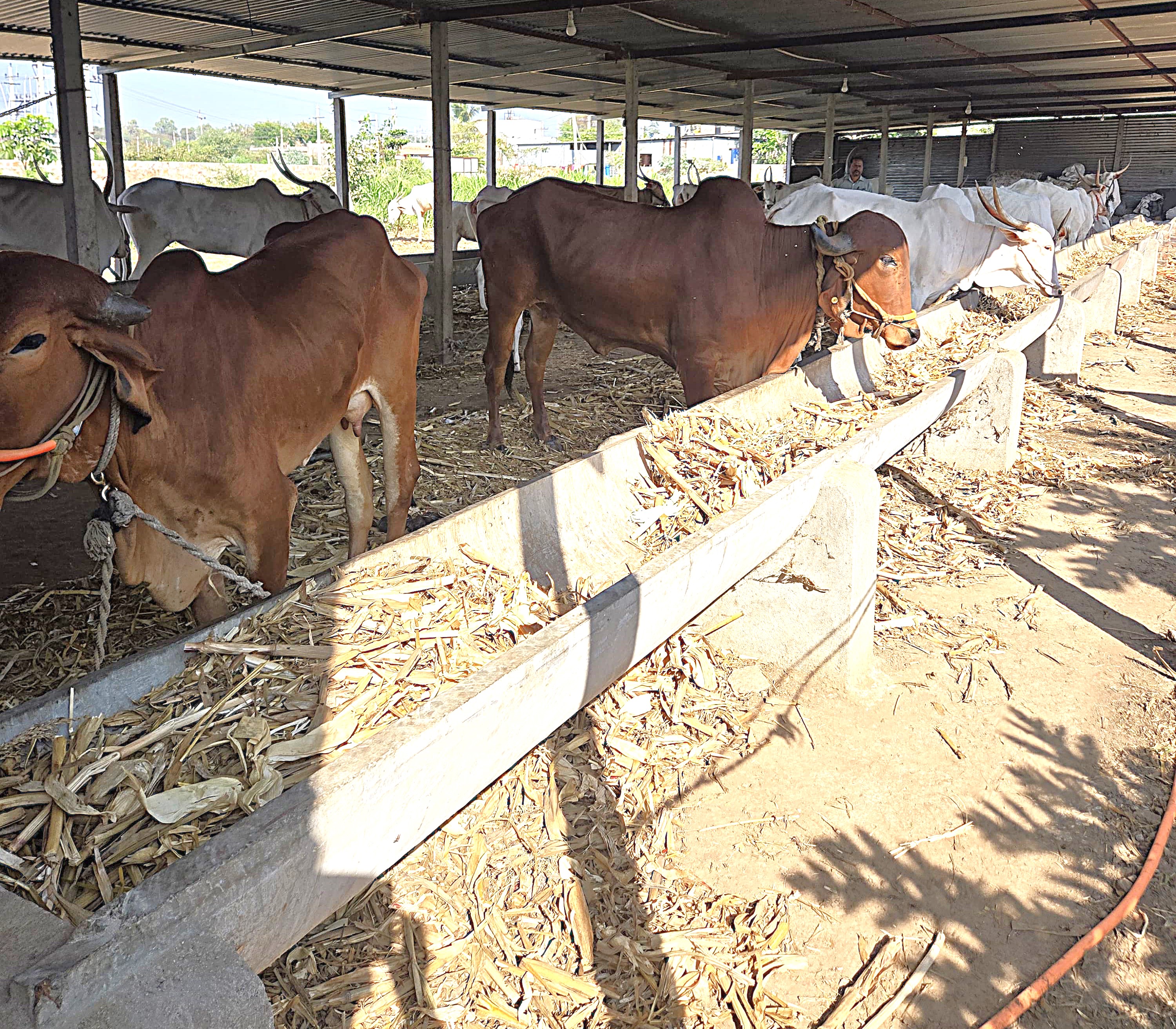 Volunteers feeding cows