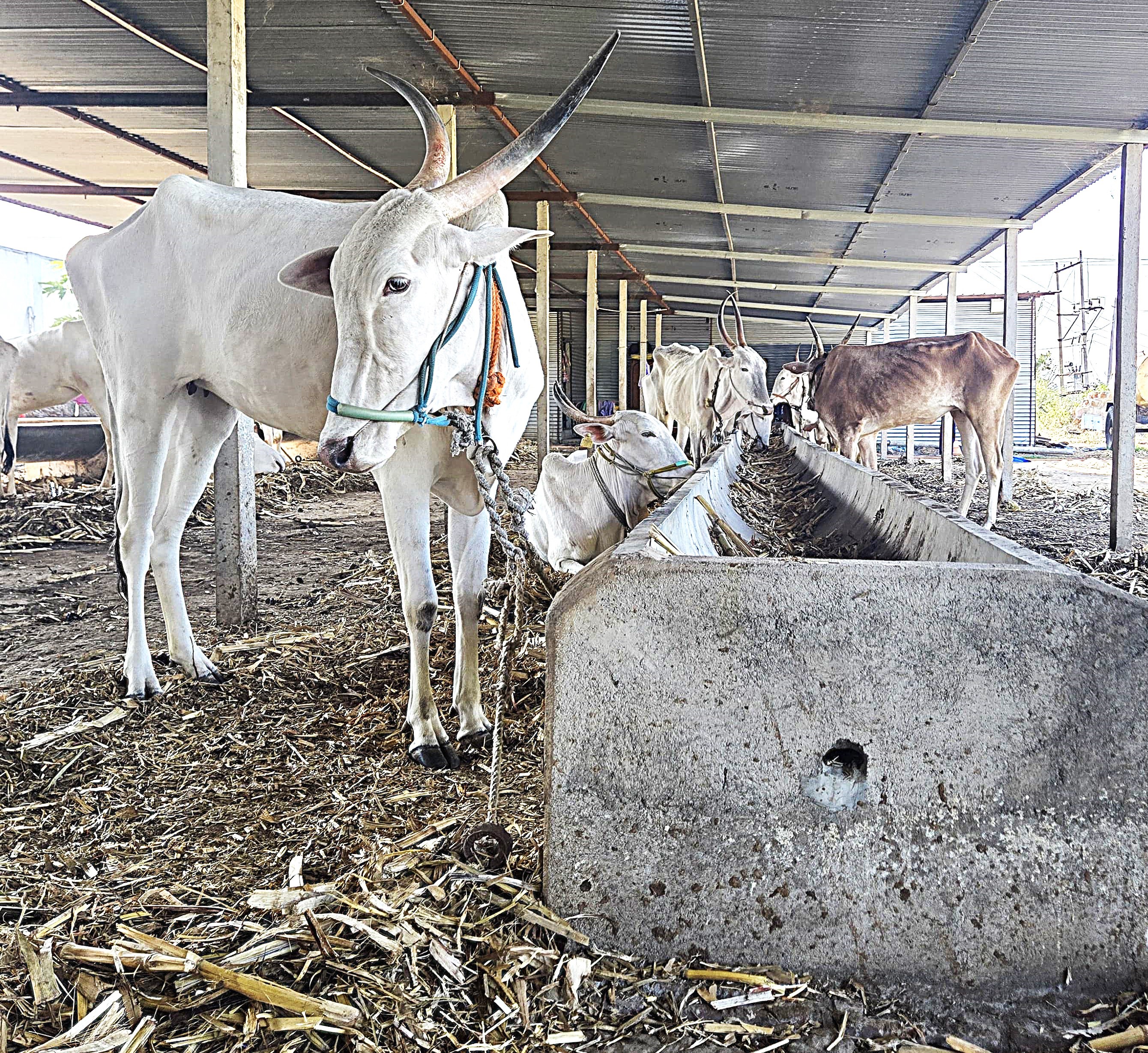 Volunteers feeding cows